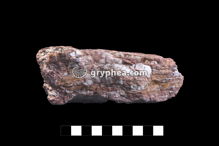 Marne irisée - gryphea.org